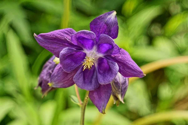 Uma Flor Botão Selvagem Lilás Azul Bluebell Talo Verde Com — Fotografia de Stock