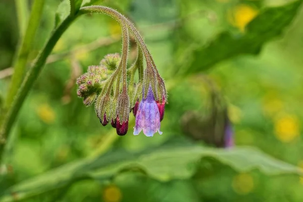 緑色の茎に鐘の色の小さな野生の芽がたくさんあります — ストック写真