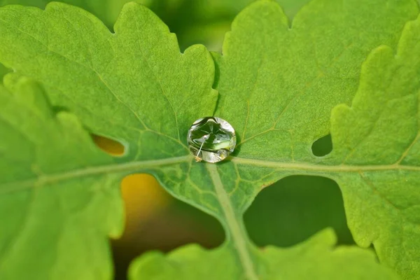 Una Gota Grande Transparente Del Agua Sobre Hoja Verde Planta — Foto de Stock