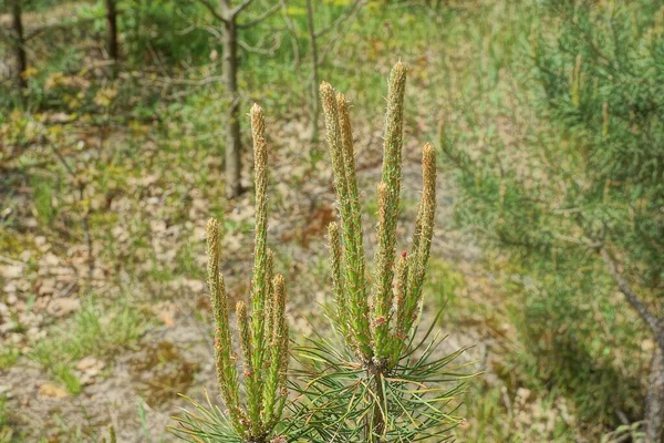 Långa Bruna Kottar Groddar Gröna Tallgrenar Skogen — Stockfoto