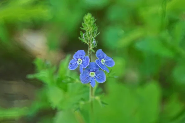 Três Pequenas Flores Brunner Selvagens Azuis Uma Haste Verde Com — Fotografia de Stock