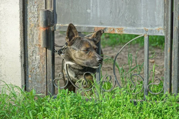 Perro Moreno Enojado Una Cadena Asoma Desde Debajo Las Barras — Foto de Stock