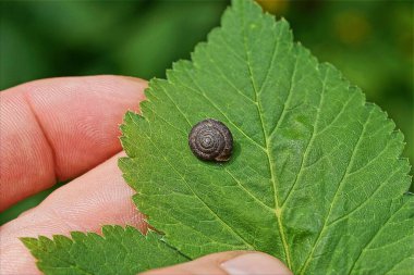 Bir bitkinin yeşil yaprağını küçük kahverengi bir salyangozla tutuyordu.