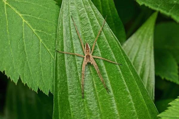 Una Gran Araña Marrón Sienta Sobre Una Larga Hoja Verde —  Fotos de Stock