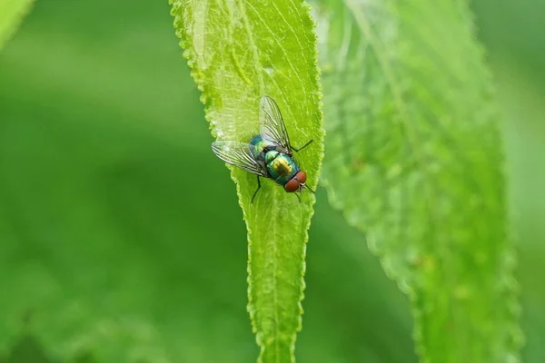 Jedna Mała Mucha Siedzi Zielonym Liściu Rośliny Przyrodzie — Zdjęcie stockowe