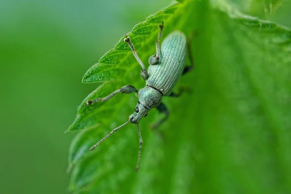 딱정벌레 마리가 자연계에 식물의 — 스톡 사진