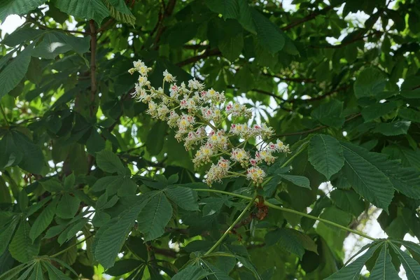 Muchas Pequeñas Flores Castaño Blanco Una Rama Con Hojas Verdes — Foto de Stock