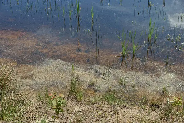 Parte Orilla Arena Gris Hierba Verde Agua Del Lago Con —  Fotos de Stock