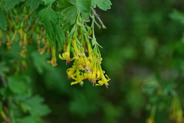 Muitas Pequenas Flores Amarelas Ramo Arbusto Com Folhas Verdes Jardim — Fotografia de Stock