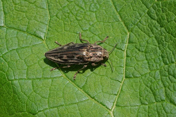 Stor Svart Grå Skalbagge Sitter Ett Grönt Blad Växt Naturen — Stockfoto