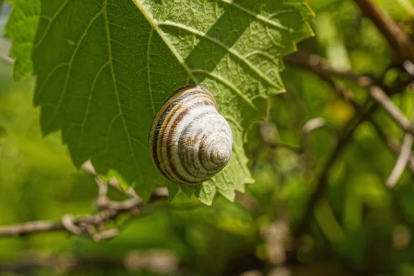 Grande Caracol Cinza Senta Uma Folha Verde Uma Fábrica — Fotografia de Stock