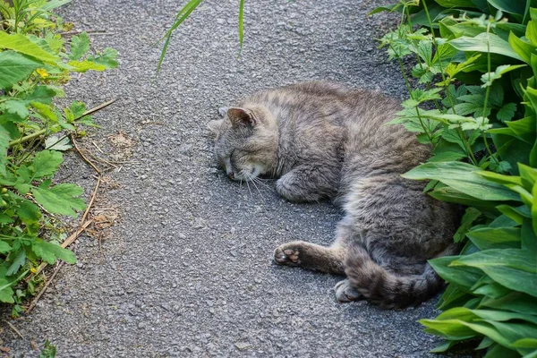 Grande Gato Cinza Encontra Dorme Asfalto Estrada Entre Grama Verde — Fotografia de Stock