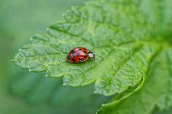 Uma Grande Joaninha Vermelha Uma Folha Verde Jardim Verão — Fotografia de Stock