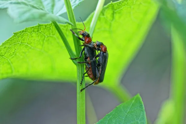 Dois Besouros Vermelhos Pretos Acasalam Tronco Verde Uma Fábrica Natureza — Fotografia de Stock