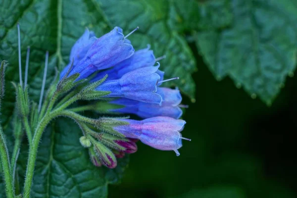 茎を持つ多数の小さな青い花の芽は自然界の植物の緑の葉の上にあります — ストック写真