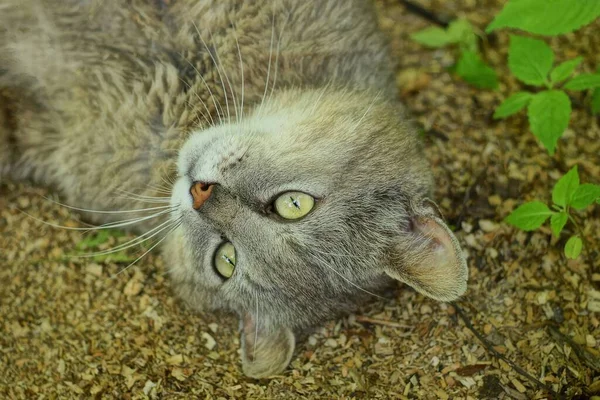 Grande Gato Cinza Encontra Olha Solo Marrom Entre Vegetação Verde — Fotografia de Stock