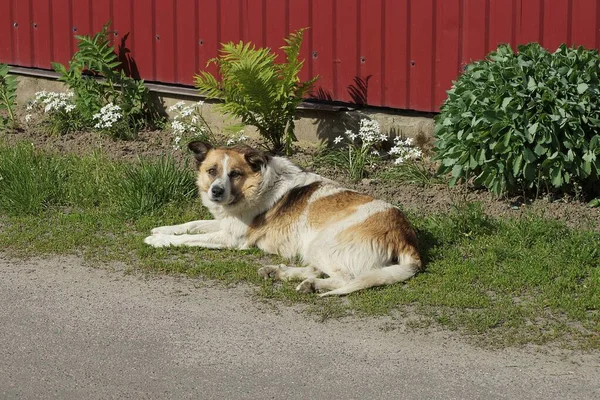 1匹の大きな野良犬が赤い柵の近くの地面と緑の芝生の上に横たわっています — ストック写真