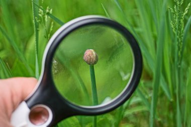 Eldeki siyah büyüteç, doğada yeşil bir saptaki kırmızı soğan tomurcuğunu büyütür.