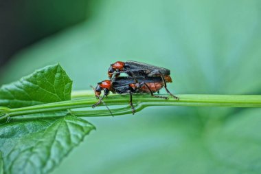 İki büyük siyah kırmızı böcek doğadaki bir bitkinin yeşil sapında çiftleşirler.