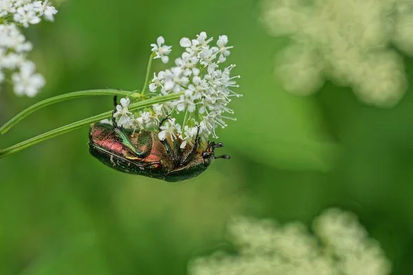 Besouro Grande Bonito Verde Senta Uma Flor Branca Jardim Verão — Fotografia de Stock