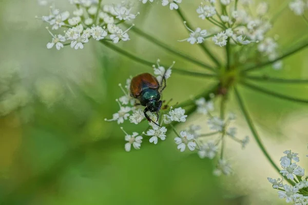 마리가 자연계에 식물의 — 스톡 사진
