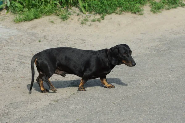 Dachshund Cão Preto Está Estrada Cinzenta Asfalto Rua — Fotografia de Stock