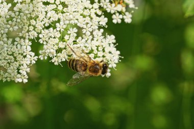 Bir küçük kahverengi arı vahşi beyaz bir çiçeğin üzerinde oturuyor.