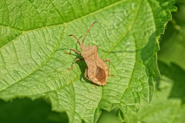 갈색의 끈적끈적 딱정벌레 마리가 여름철 정원에 식물의 — 스톡 사진