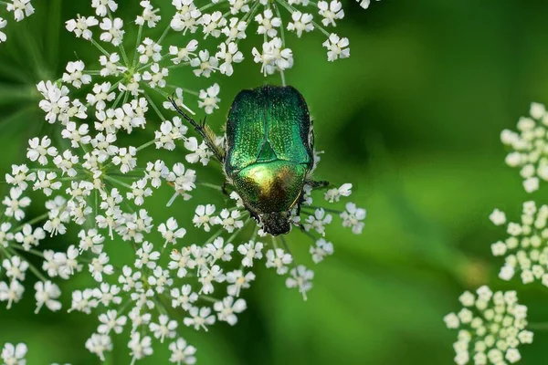 Jeden Duży Zielony Bug Zebrać Pyłek Białe Kwiaty Przyrodzie Parku — Zdjęcie stockowe