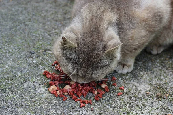 Jeden Duży Głodny Kot Czerwone Jedzenie Asfalcie Ulicy — Zdjęcie stockowe