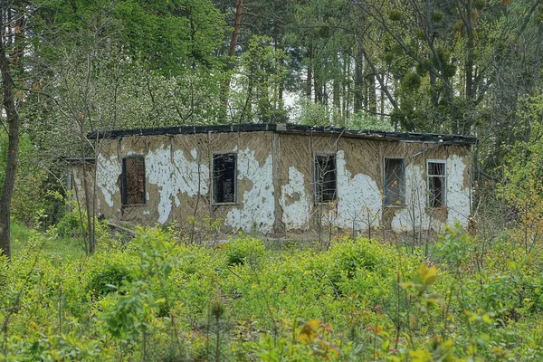 Sokakta Yeşil Bitki Örtüsü Içinde Boş Pencereleri Olan Eski Gri — Stok fotoğraf