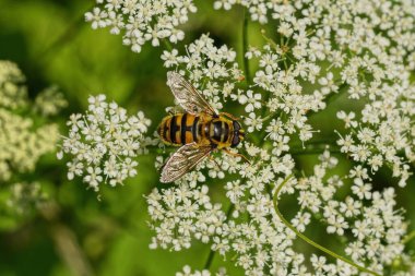 Bir küçük kahverengi arı vahşi beyaz bir çiçeğin üzerinde oturur.