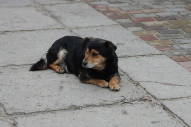 Büyük, yaşlı, siyah, kahverengi bir köpek sokakta gri beton kaldırımda yatıyor.