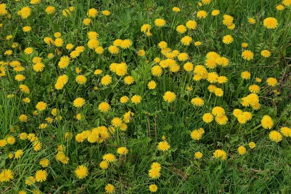 自然界绿草中许多黄色蒲公英花的自然植物结构 — 图库照片