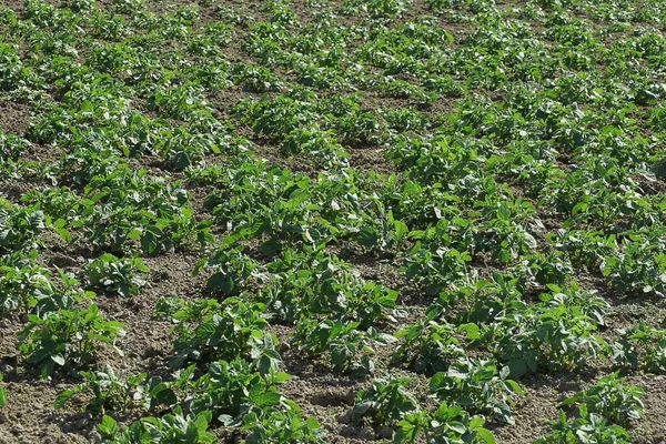 Viele Reihen Von Grünen Kartoffelsträuchern Der Grauen Erde Gartenbeet — Stockfoto