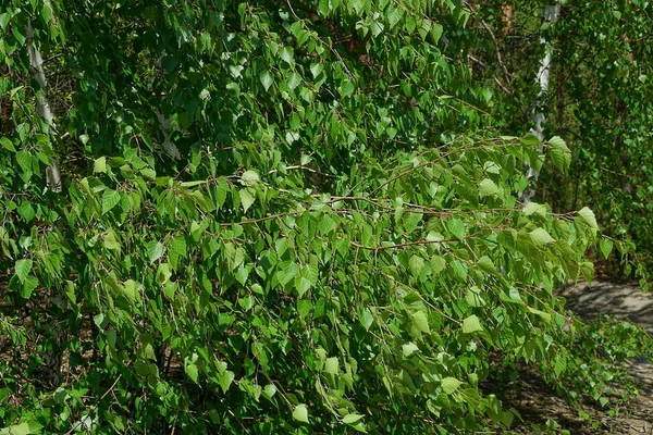 Muchas Hojas Verdes Pequeñas Las Ramas Abedul Parque Verano — Foto de Stock