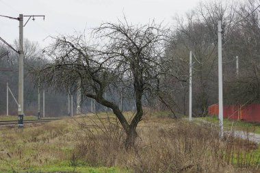 Gri, boş bir ağaç sonbahar sokağındaki kuru çimlerde duruyor.