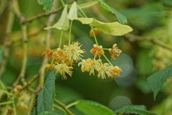 Flores Amarillas Con Pequeñas Hojas Las Ramas Tilo Parque Verano — Foto de Stock