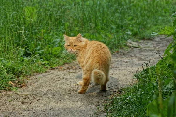 一只毛茸茸的大红猫站在外面绿草丛中的灰色地面上 — 图库照片