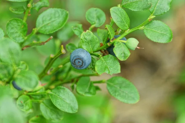 Liten Blå Blåbär Buske Med Gröna Blad Sommarskog — Stockfoto