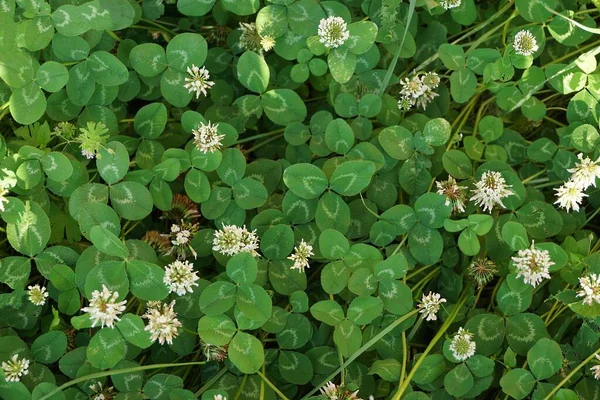 natural plant texture of white flowers on green small clover leaves in nature