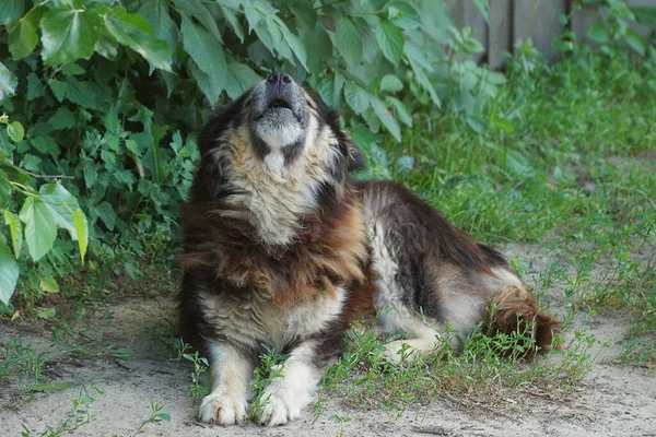 Stor Arg Grå Brun Hund Ligger Och Ylar Det Gröna — Stockfoto