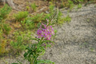 Yeşil arka planda, yabani bir söğüt ağacının kırmızı çiçekleri.