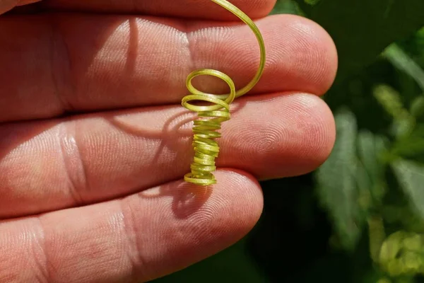 Uma Haste Verde Fina Uma Planta Torcida Uma Espiral Está — Fotografia de Stock