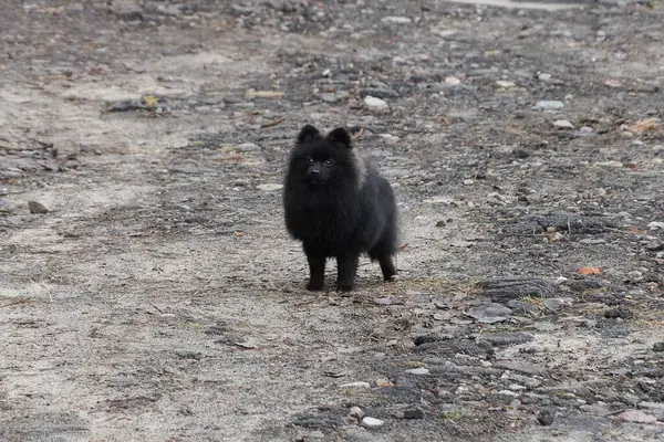 Tüylü Siyah Tükürük Renginde Bir Köpek Sokakta Gri Zeminde Duruyor — Stok fotoğraf