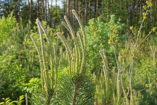 Longs Cônes Gris Pousses Sur Les Branches Pin Vert Dans — Photo