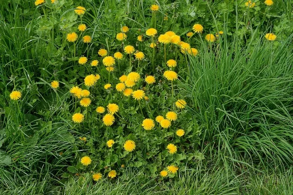 许多黄色的花 蒲公英在田野的青草中 — 图库照片