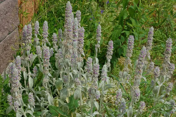 夏の庭の緑の草に長い灰色の装飾花がたくさんあります — ストック写真