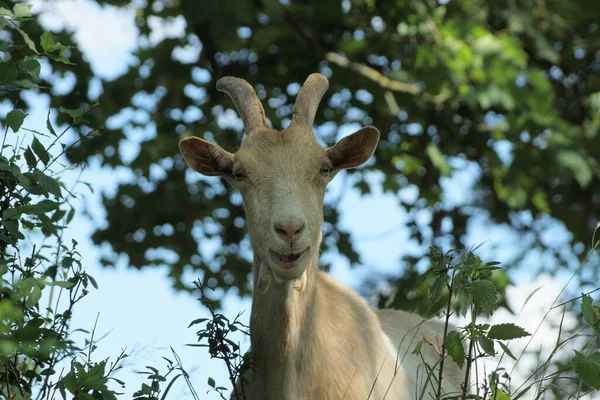 Cabeça Grande Com Chifres Uma Cabra Branca Vegetação Verde Natureza — Fotografia de Stock