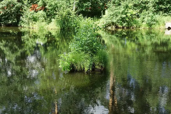 Petite Île Avec Herbe Verte Plantes Dans Eau Marais — Photo